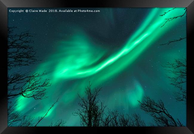 Northern Lights over Trees Framed Print by Claire Wade