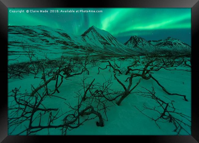 Northern Lights over Snow and Dead Trees Framed Print by Claire Wade
