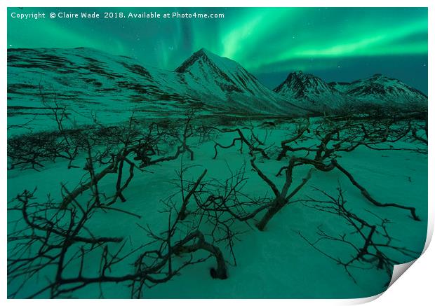 Northern Lights over Snow and Dead Trees Print by Claire Wade