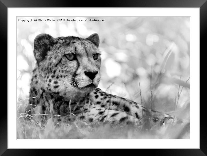 Cheetah in Black and White Framed Mounted Print by Claire Wade