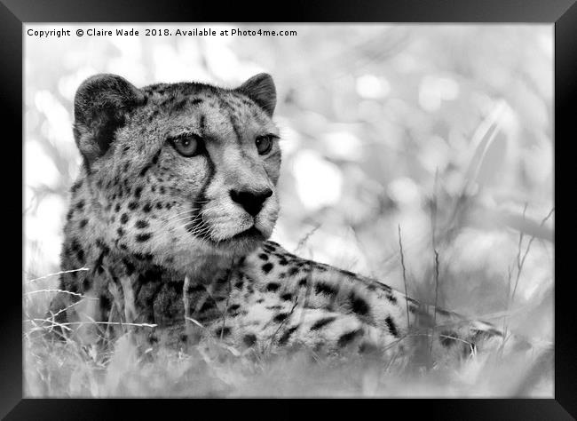 Cheetah in Black and White Framed Print by Claire Wade