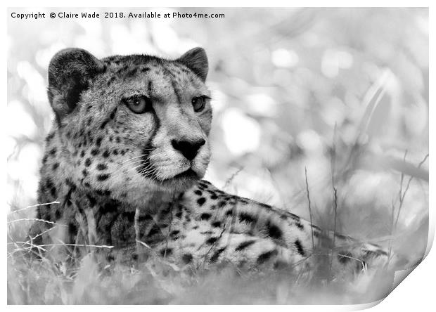 Cheetah in Black and White Print by Claire Wade