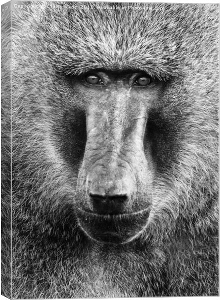 Baboon Face in Black and White Canvas Print by Claire Wade
