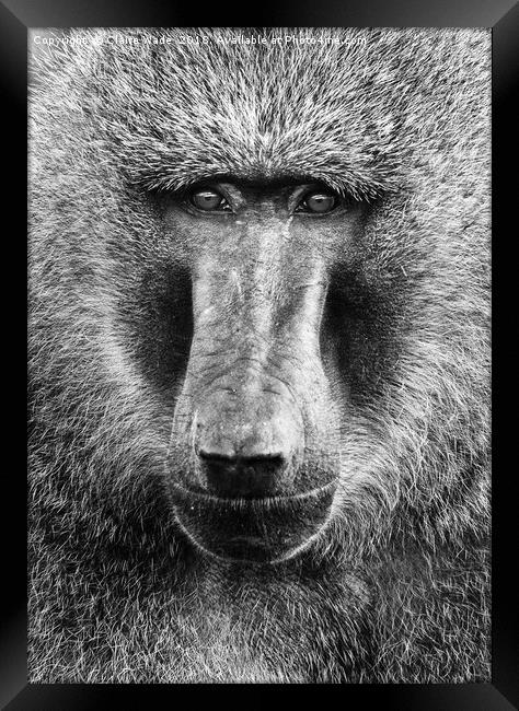 Baboon Face in Black and White Framed Print by Claire Wade