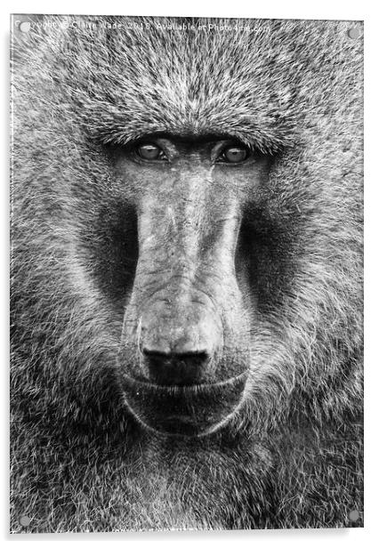 Baboon Face in Black and White Acrylic by Claire Wade