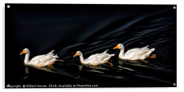 Trio of Serenity: Indian White Ducks Acrylic by Gilbert Hurree