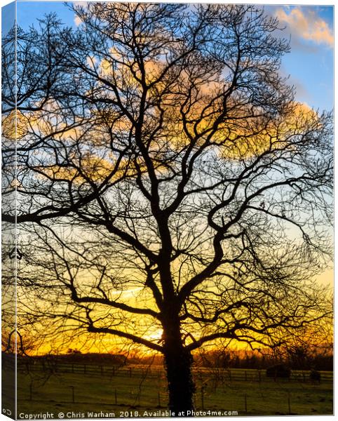 Oak Teee silhouette in a winter sunset  Canvas Print by Chris Warham