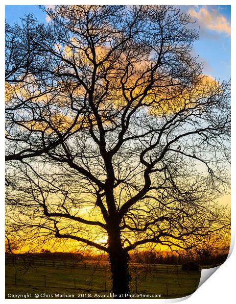 Oak Teee silhouette in a winter sunset  Print by Chris Warham