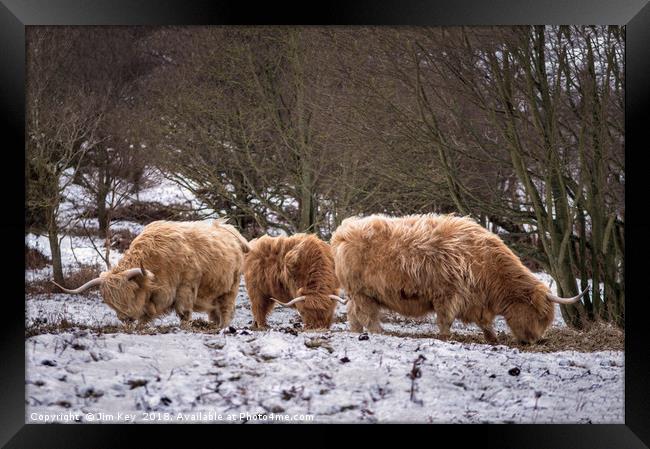 Highland Cows Snow Framed Print by Jim Key