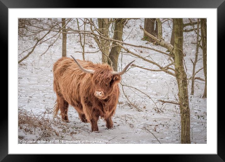 Highland Cow - Snow Scene Framed Mounted Print by Jim Key