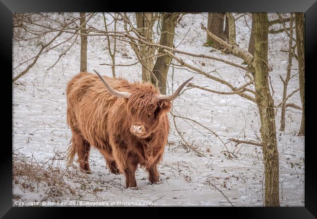 Highland Cow - Snow Scene Framed Print by Jim Key