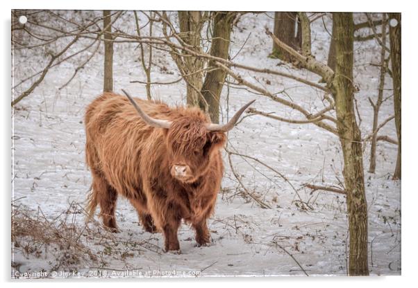 Highland Cow - Snow Scene Acrylic by Jim Key