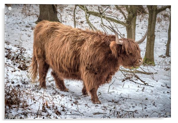 Highland Cow  Snow Acrylic by Jim Key