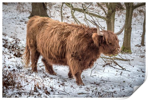 Highland Cow  Snow Print by Jim Key