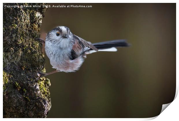 Long tailed tit Print by Kevin White