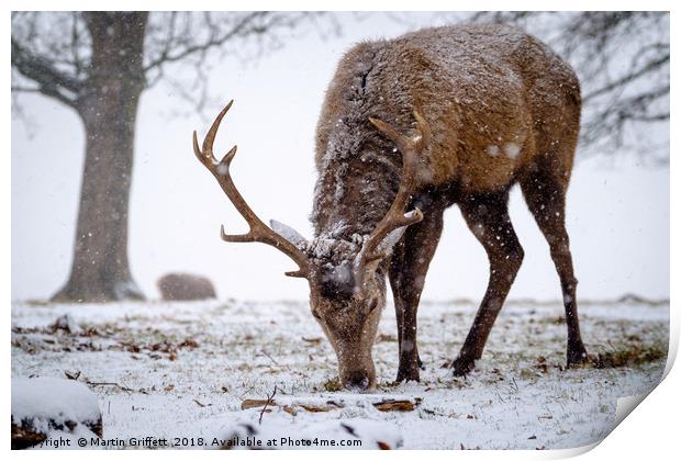 Red Deer Stag in Snow Print by Martin Griffett