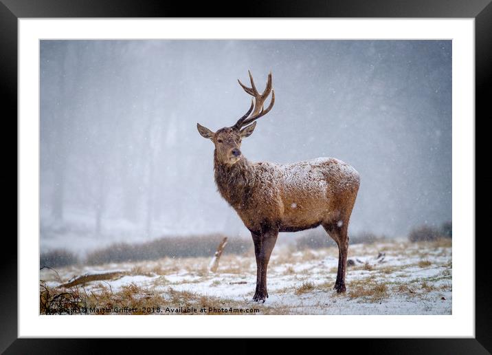 Red Deer Stag in Snow Framed Mounted Print by Martin Griffett