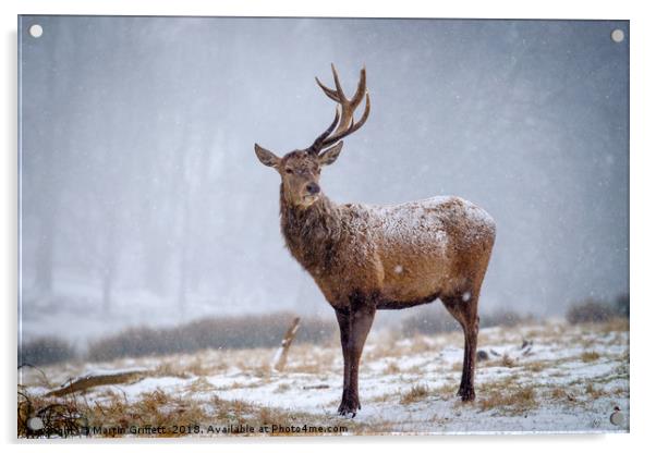 Red Deer Stag in Snow Acrylic by Martin Griffett