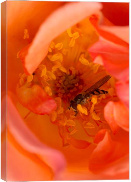 Hover in the Rose Canvas Print by Kelly Bailey
