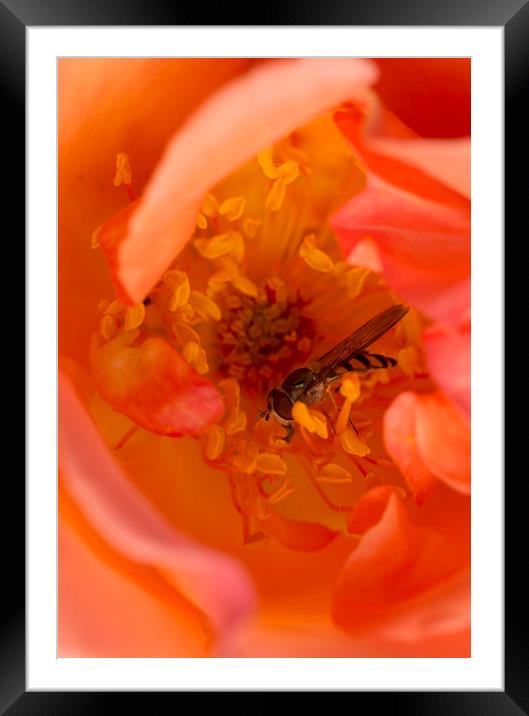 Hover in the Rose Framed Mounted Print by Kelly Bailey
