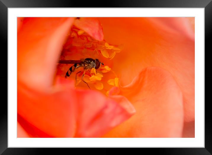 Hover in the Rose 2 Framed Mounted Print by Kelly Bailey