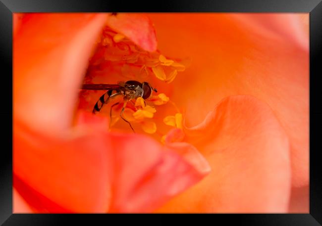 Hover in the Rose 2 Framed Print by Kelly Bailey