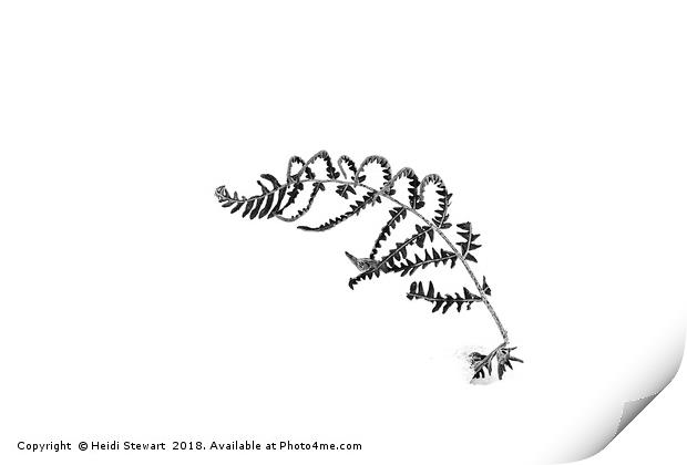 Fern in the Snow Print by Heidi Stewart