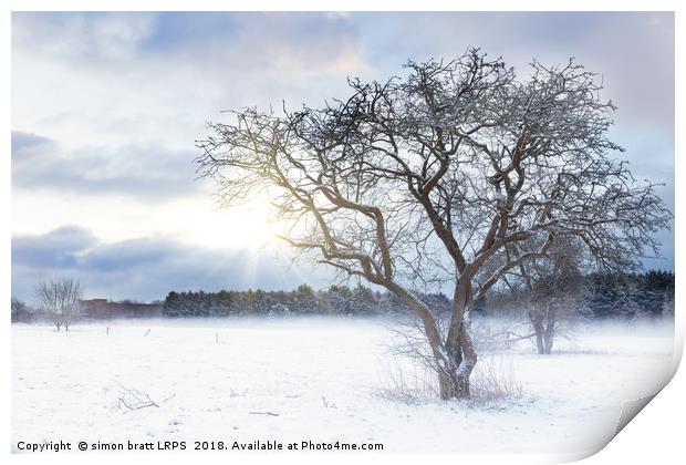 Bare tree in a snow field with sunrise Print by Simon Bratt LRPS