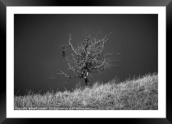 Lone tree with Falling Snow Framed Mounted Print by Heidi Stewart