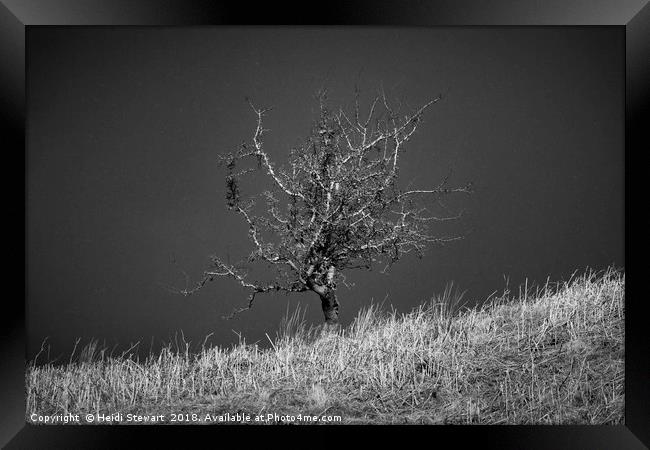 Lone tree with Falling Snow Framed Print by Heidi Stewart