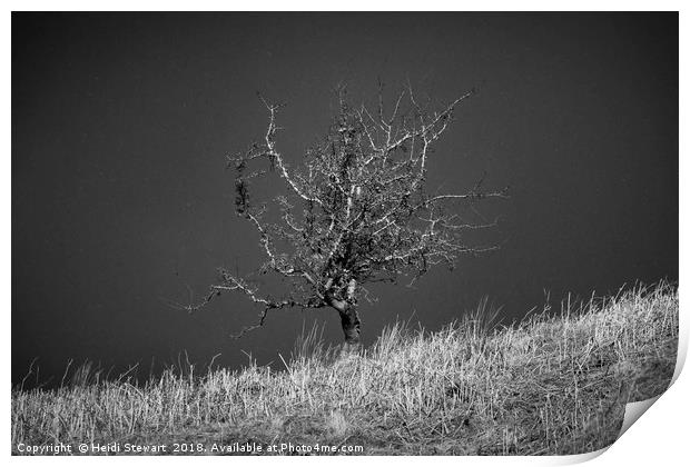 Lone tree with Falling Snow Print by Heidi Stewart