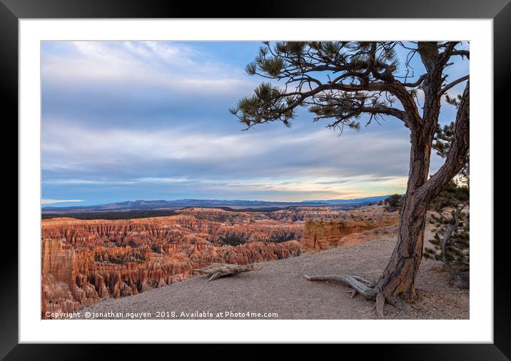 Bryce Point Pine Framed Mounted Print by jonathan nguyen