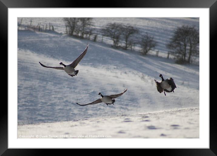 Geese in flight Framed Mounted Print by Dawn Tonge