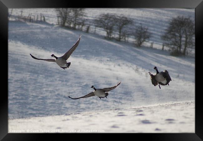 Geese in flight Framed Print by Dawn Tonge