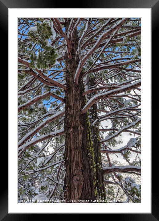 Pine in Winter Framed Mounted Print by jonathan nguyen