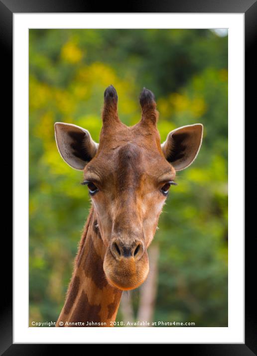 Giraffa Framed Mounted Print by Annette Johnson