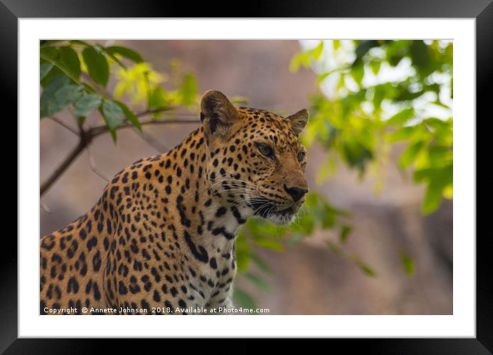 Panthera pardus #1 Framed Mounted Print by Annette Johnson