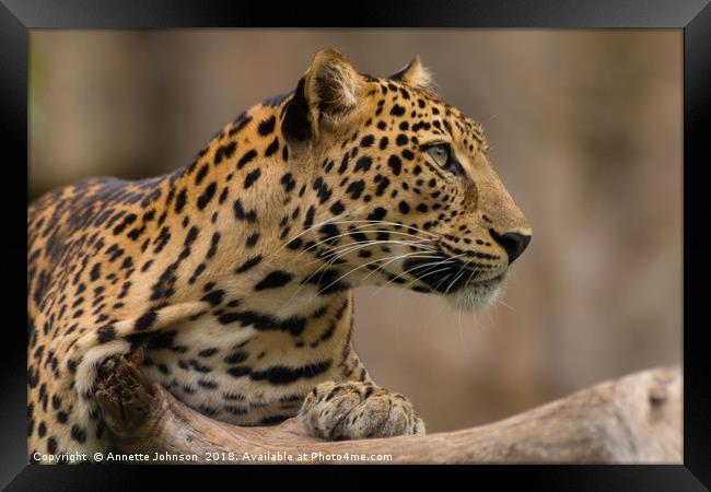 Panthera pardus #2 Framed Print by Annette Johnson