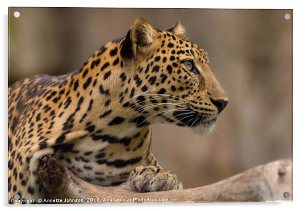 Panthera pardus #2 Acrylic by Annette Johnson