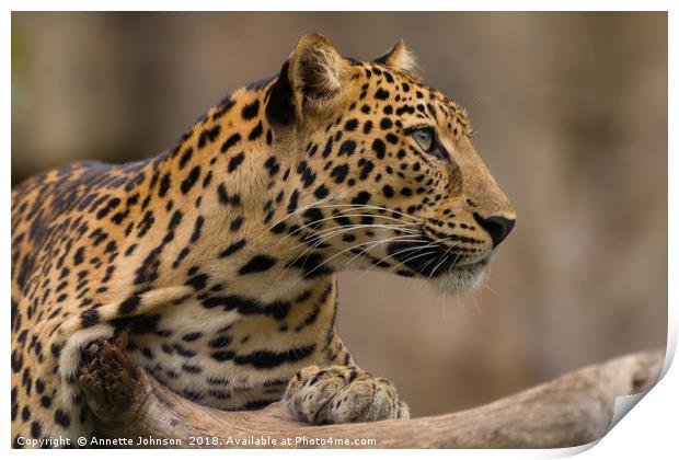 Panthera pardus #2 Print by Annette Johnson