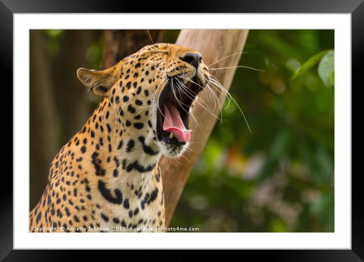 Panthera pardus #3 Framed Mounted Print by Annette Johnson
