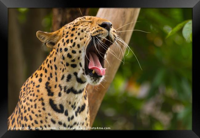 Panthera pardus #3 Framed Print by Annette Johnson