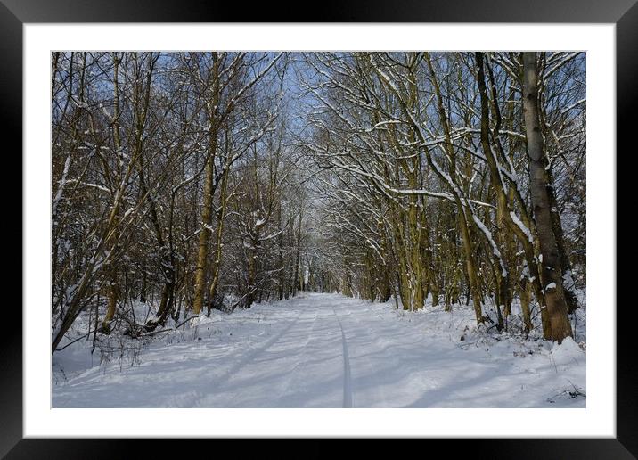 Essex woodlands in Winter Framed Mounted Print by Diana Mower