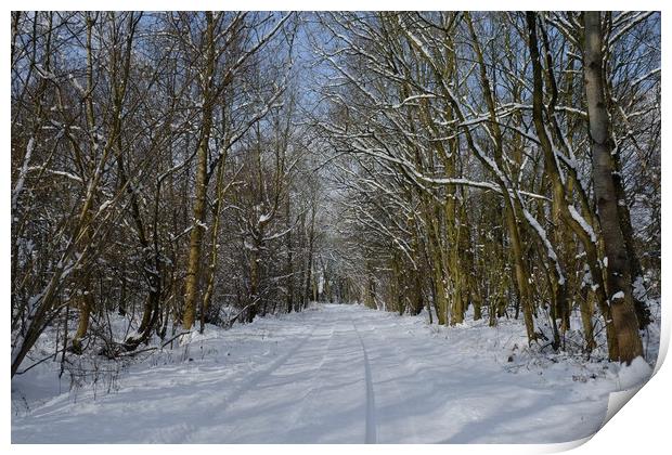 Essex woodlands in Winter Print by Diana Mower