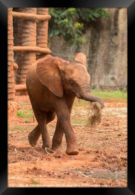 Baby  ช้างไทย, chang #2 Framed Print by Annette Johnson
