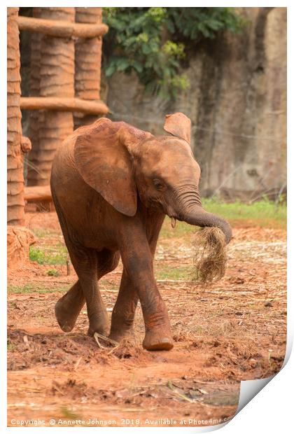 Baby  ช้างไทย, chang #2 Print by Annette Johnson
