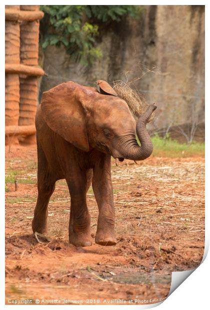 Baby  ช้างไทย, chang #3 Print by Annette Johnson