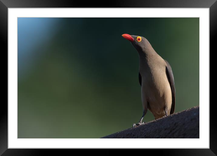 Red-billed oxpecker Framed Mounted Print by Villiers Steyn