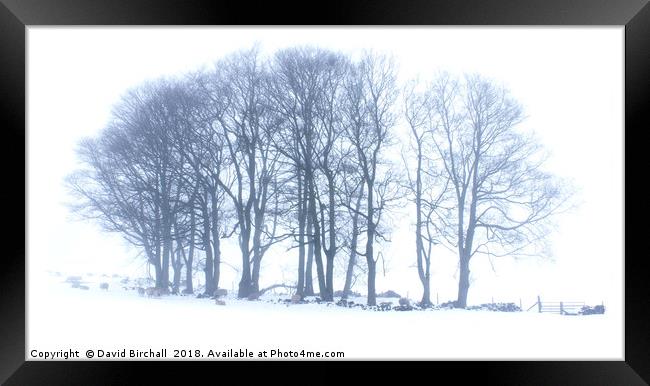 Winter Tree Formation in Snow. Framed Print by David Birchall