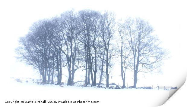 Winter Tree Formation in Snow. Print by David Birchall